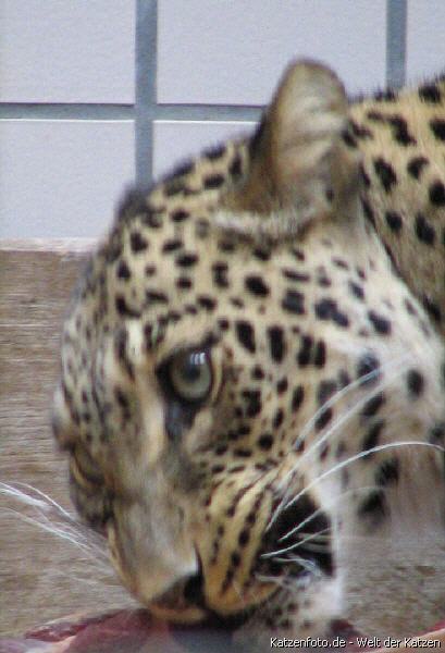 persischer Leopard